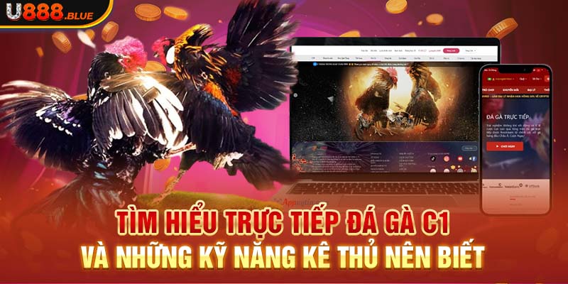 Tìm Hiểu Trực Tiếp Đá Gà C1 Và Những Kỹ Năng Kê Thủ Nên Biết