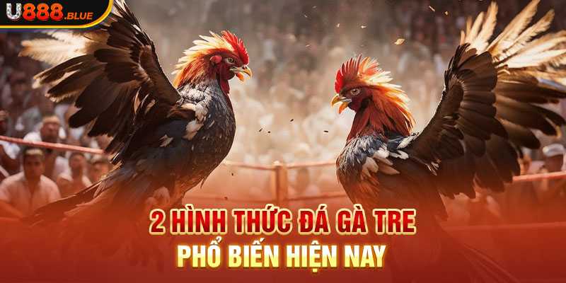 2 hình thức đá gà tre phổ biến hiện nay